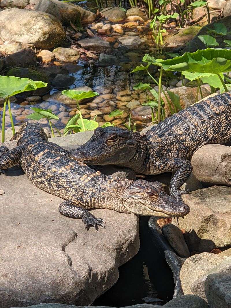 Mississippi – Hattiesburg Zoo – Hattiesburg