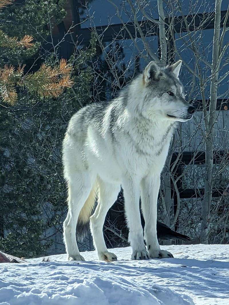 Montana – Grizzly & Wolf Discovery Center – West Yellowstone