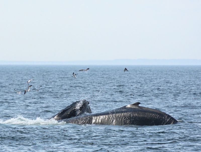 Stellwagen Bank National Marine Sanctuary, Massachusetts