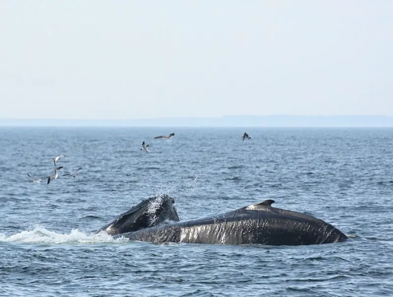 Stellwagen Bank National Marine Sanctuary, Massachusetts