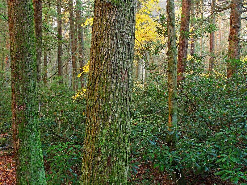 Sunlit Overlook Through the Trees