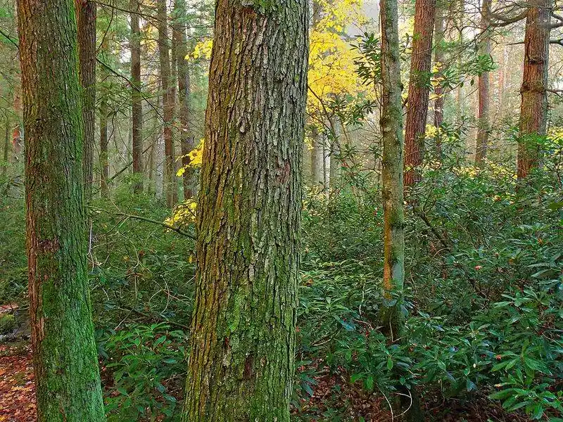 Sunlit Overlook Through the Trees