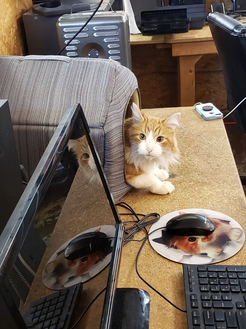 Store Cats, Staff Kindness, and Vibes