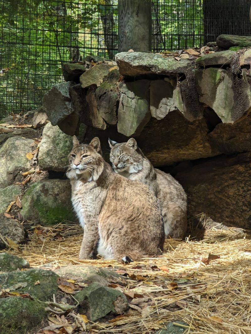 New Hampshire – Squam Lakes Natural Science Center – Holderness