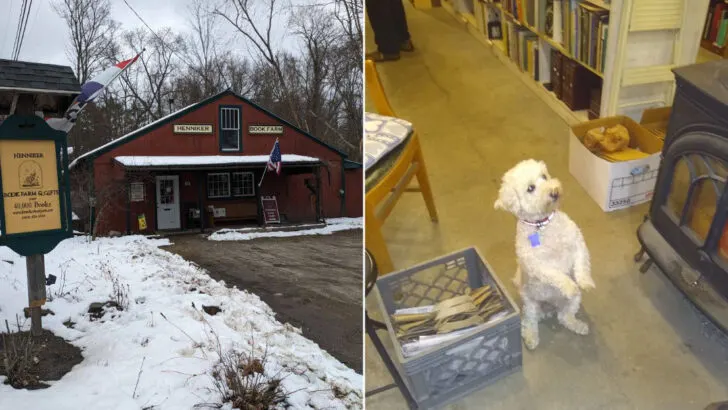 New Hampshire&rsquo;s oldest used bookstore has over 30,000 volumes watched over by a bookshop dog