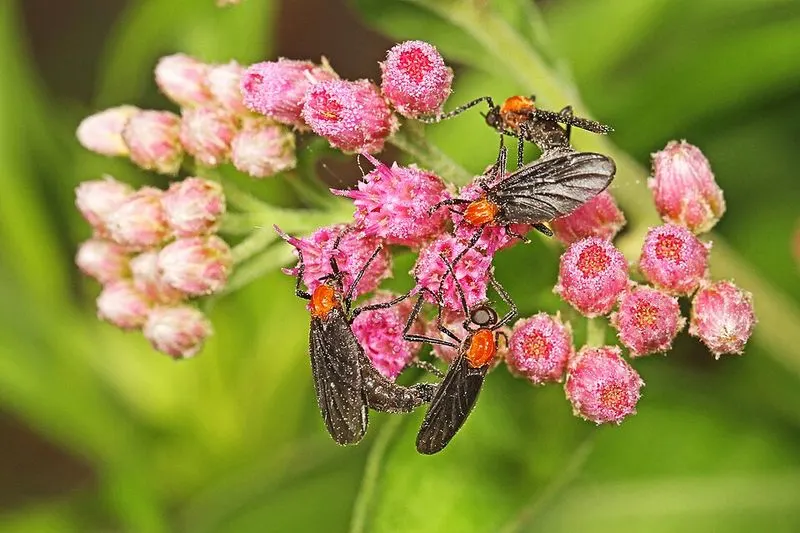 Prairie Wildflowers and Seasonal Blooms
