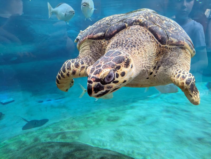 Ohio – Columbus Zoo and Aquarium – Powell