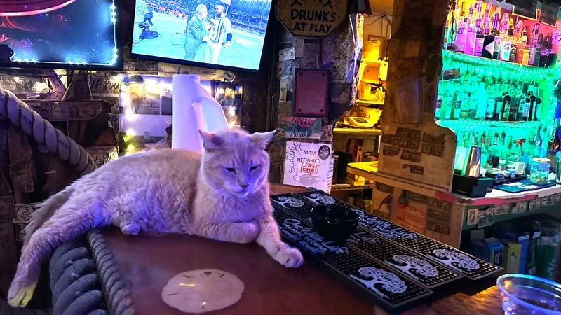 Cats On Stools And Other Regulars