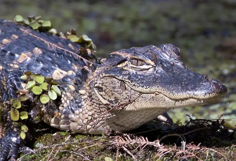 Wildlife Spotting: Alligators and More