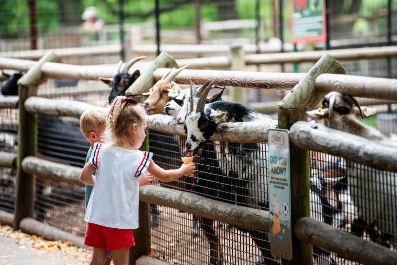 Grant’s Farm Clydesdale Stables and Petting Area - St. Louis, Missouri