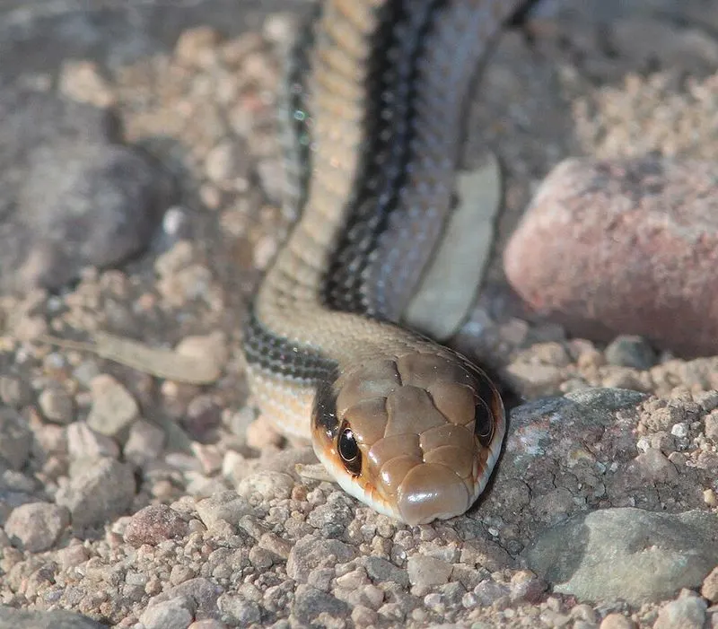 Wildlife Encounters Without the Crowds