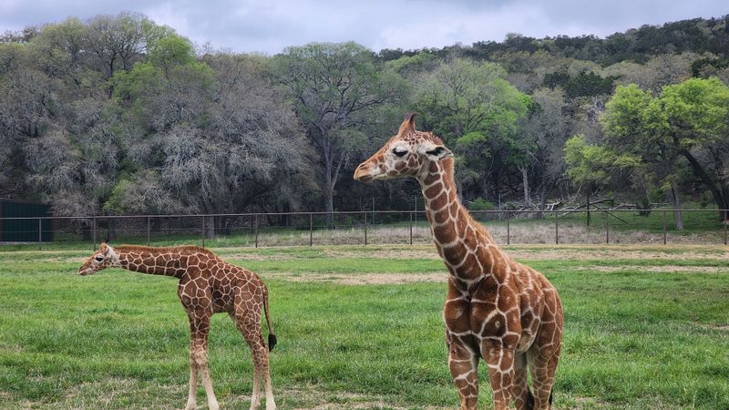 Giraffe yard and walkabout highlights