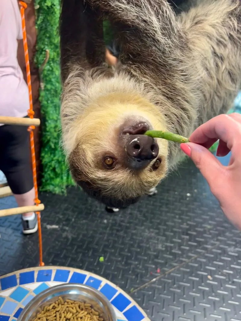 Meet The Wider Animal Family