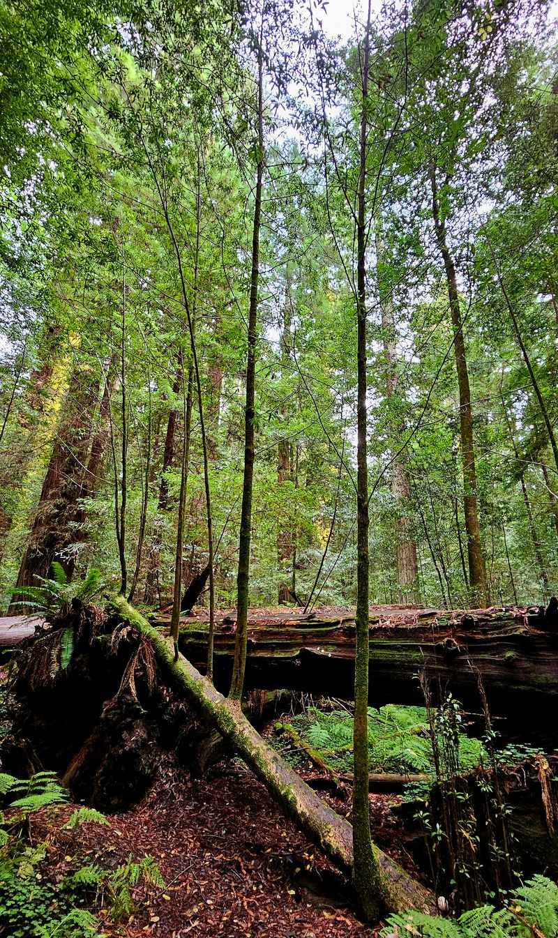 Soundscapes and the reality of highway noise