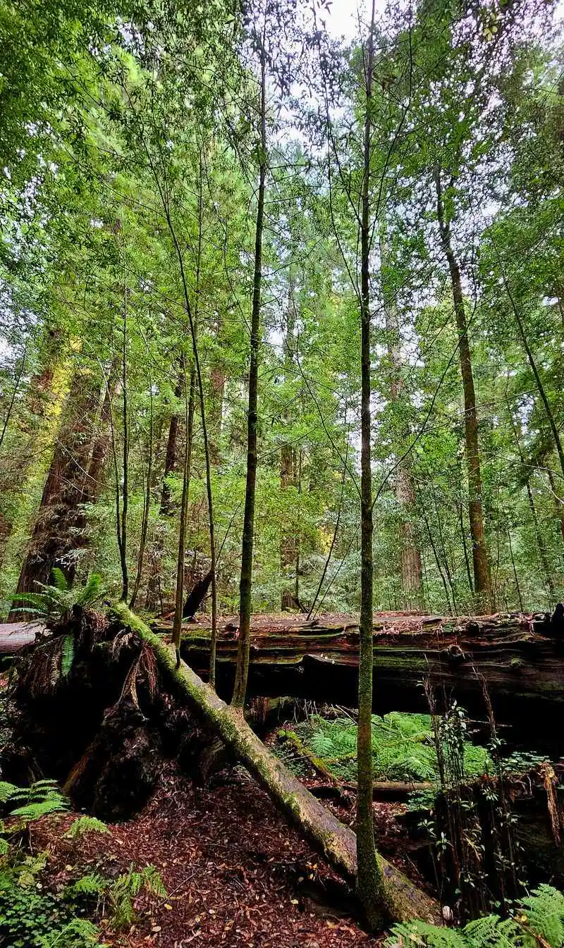 Soundscapes and the reality of highway noise