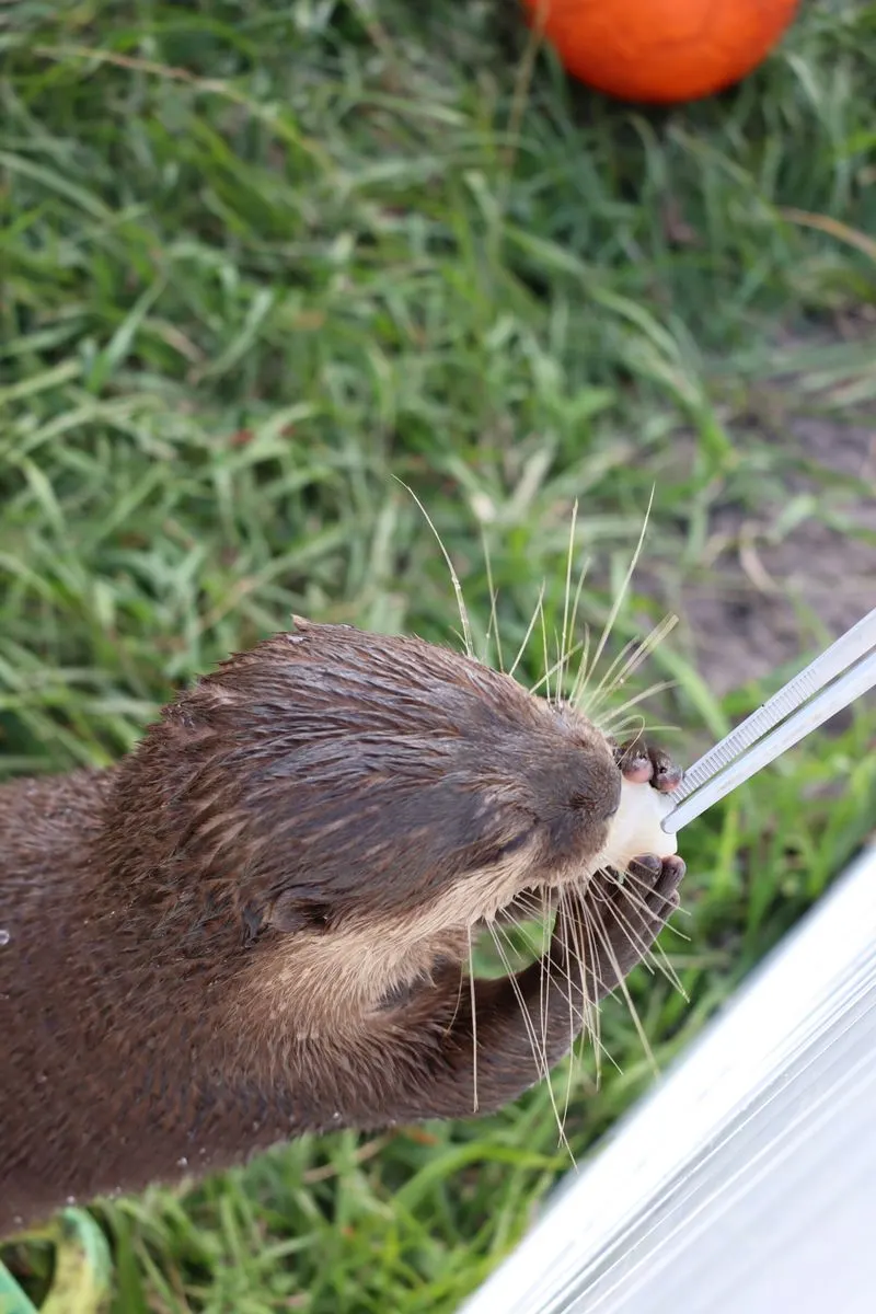 Otter Socialization Add On