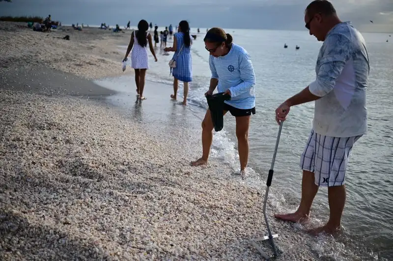 What Shells You Might Find