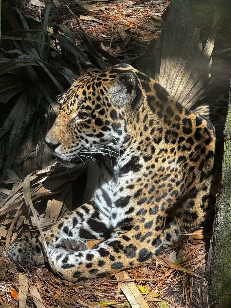 Lion, Rhino, and Zebra Savanna Overlooks