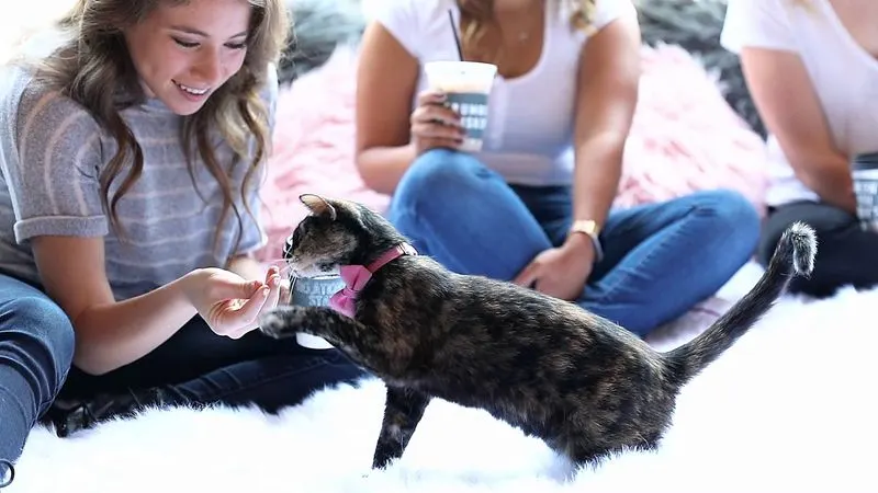 Treat Tactics: Winning Instant Feline Popularity