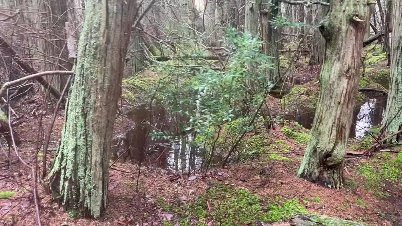 Mesmerizing Nature Sounds