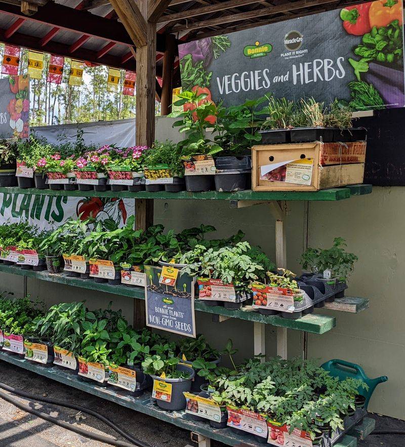 Herbs, Salsa, and Guacamole