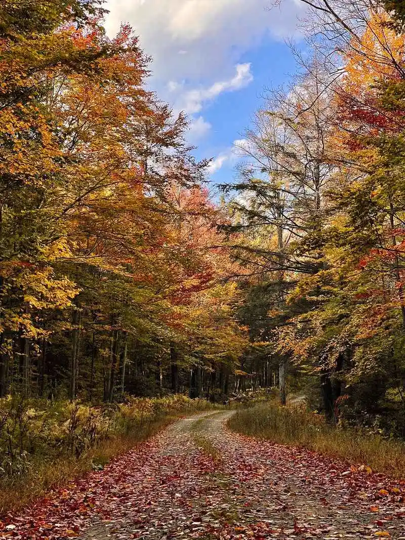 Fall Foliage Strategy and Scenic Driving Loops