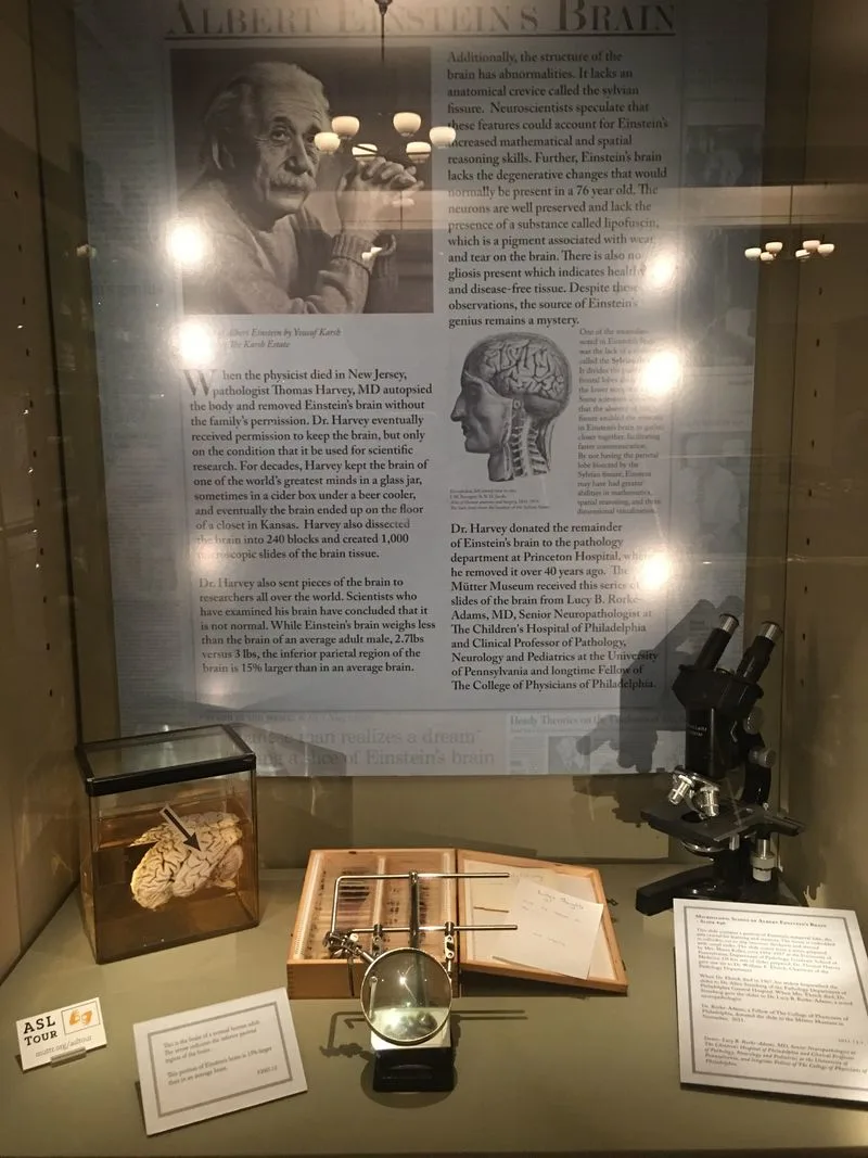 Einstein&rsquo;s Brain: What You Are Really Seeing