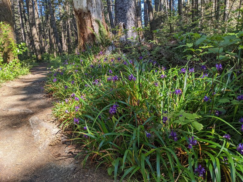 Seasonal wildflowers and coastal botanizing