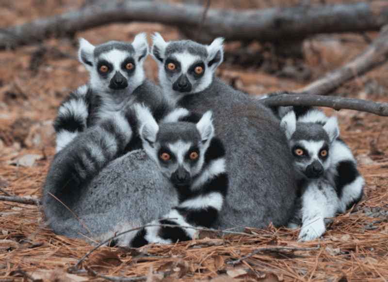 Lemur Encounters and Responsible Interaction