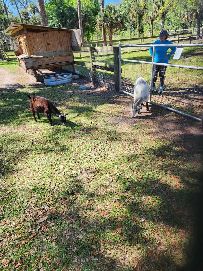 Family Fun: Goats, Donkeys, and the Tortoise
