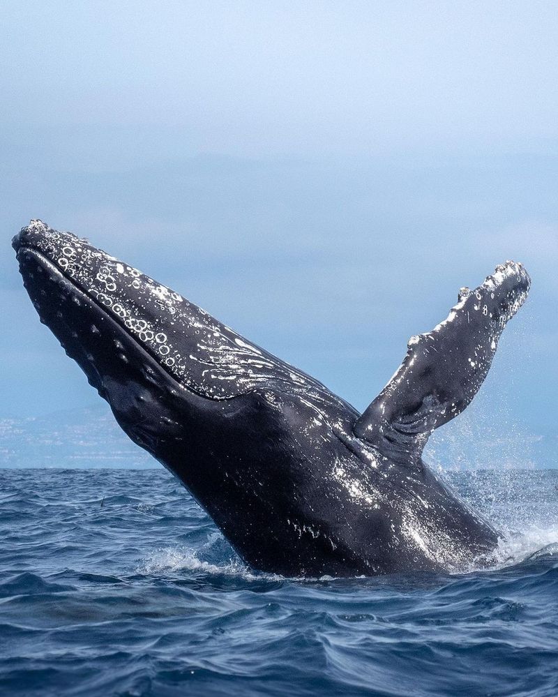 Santa Barbara Channel, California
