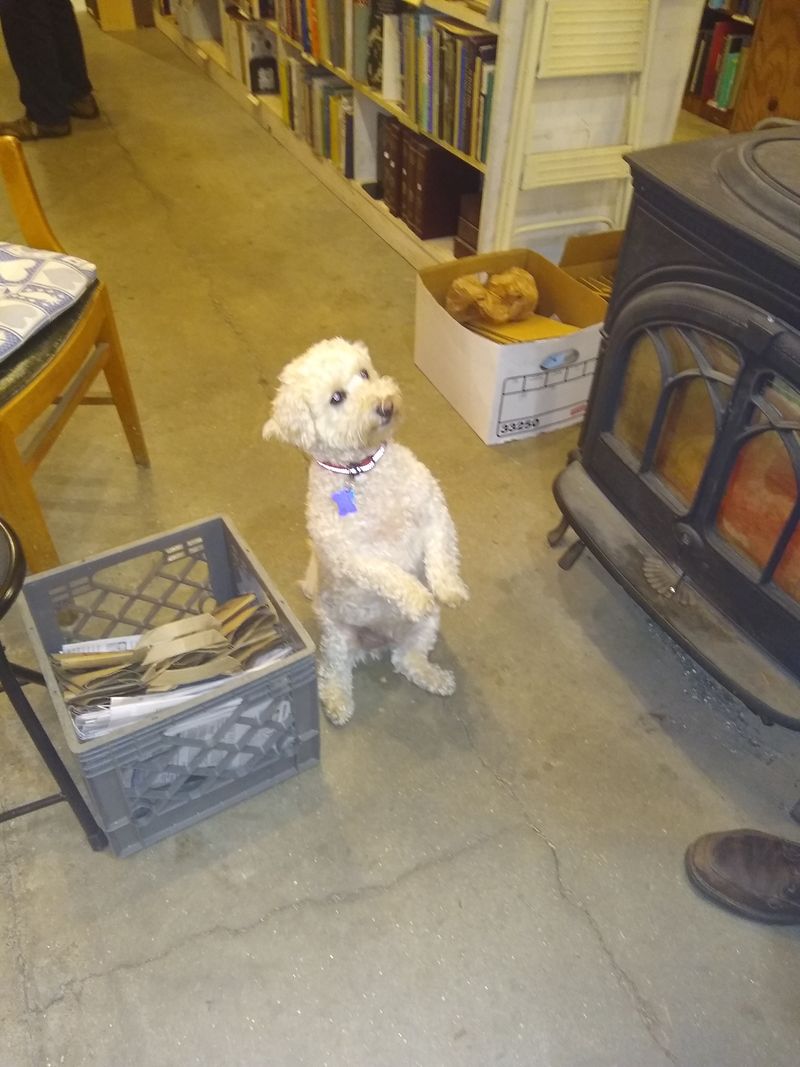The bookshop dog and welcoming staff