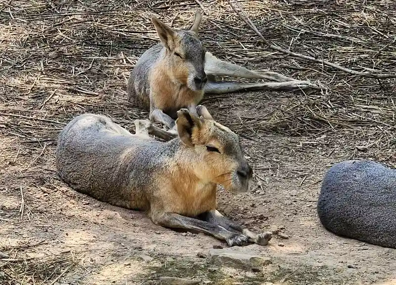 Designing Naturalistic Habitats On A Budget