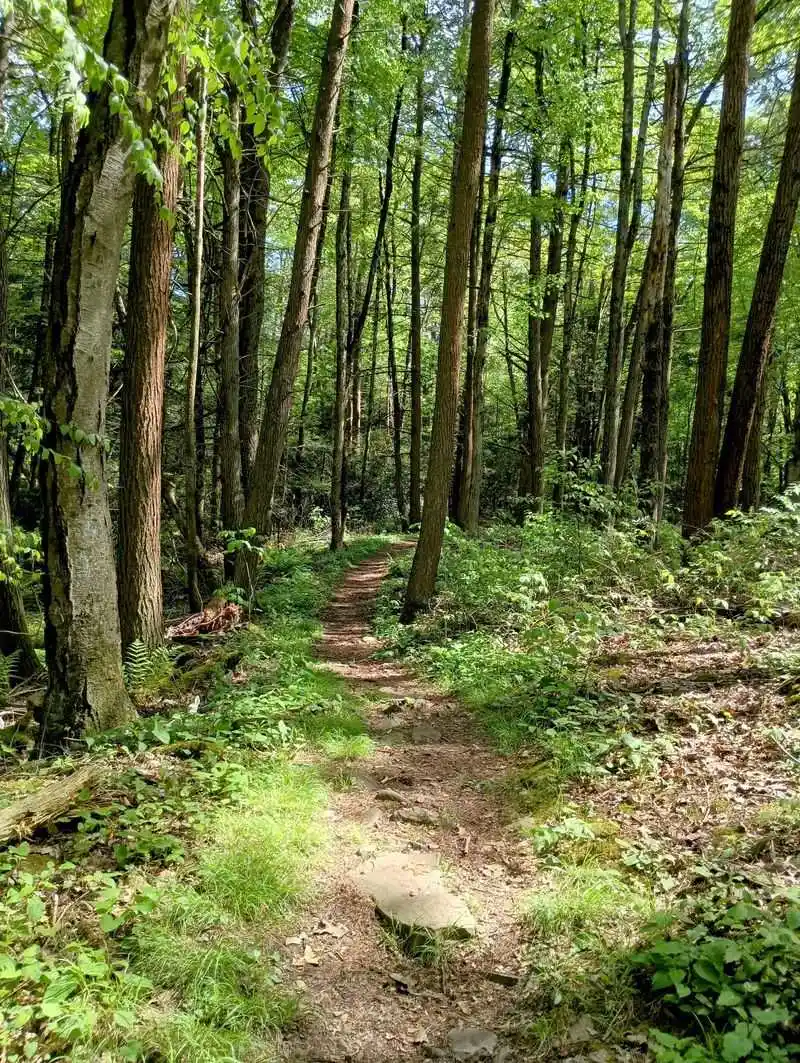 Sunrise Overlook With Valley Mist