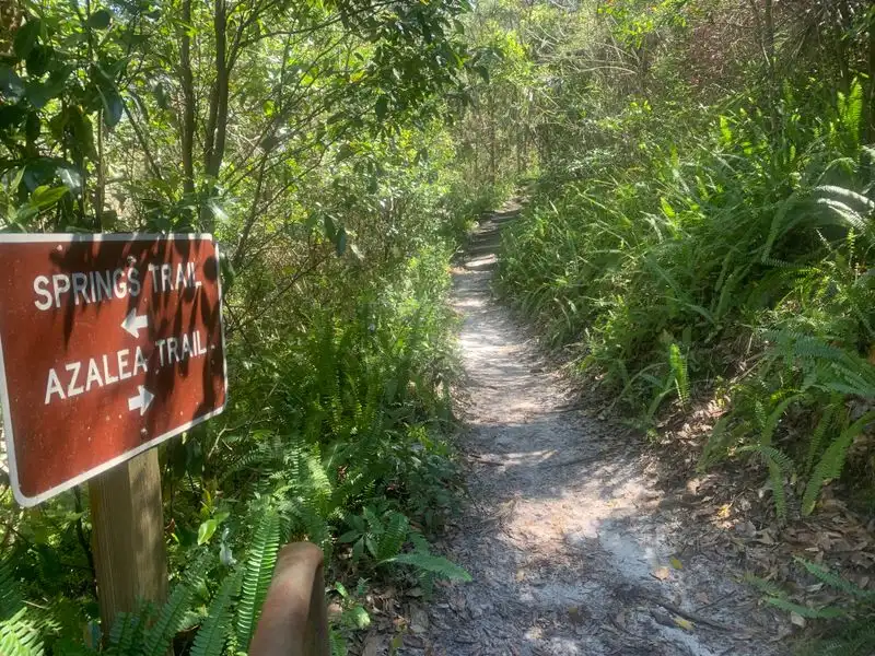 Azalea Bloom Extravaganza
