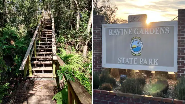 Ravine Gardens State Park in Florida feels mysterious enough to seem unreal