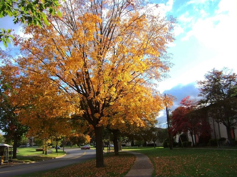 State College