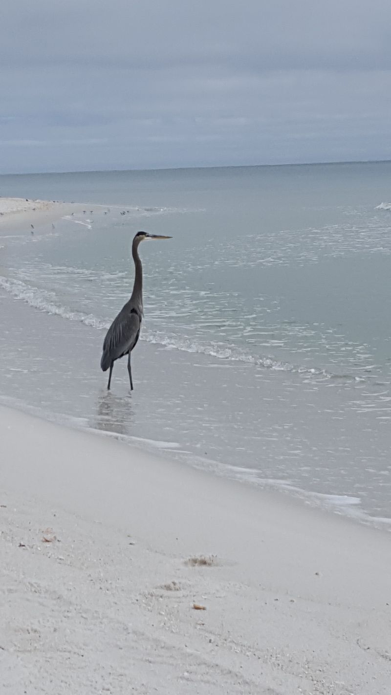 Dolphin And Wildlife Watching From Shore