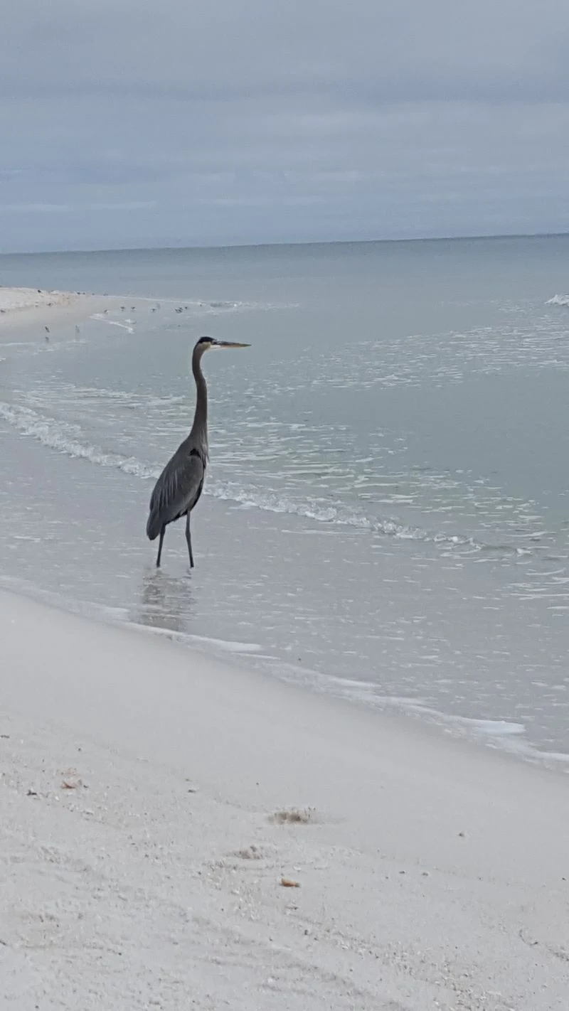 Dolphin And Wildlife Watching From Shore