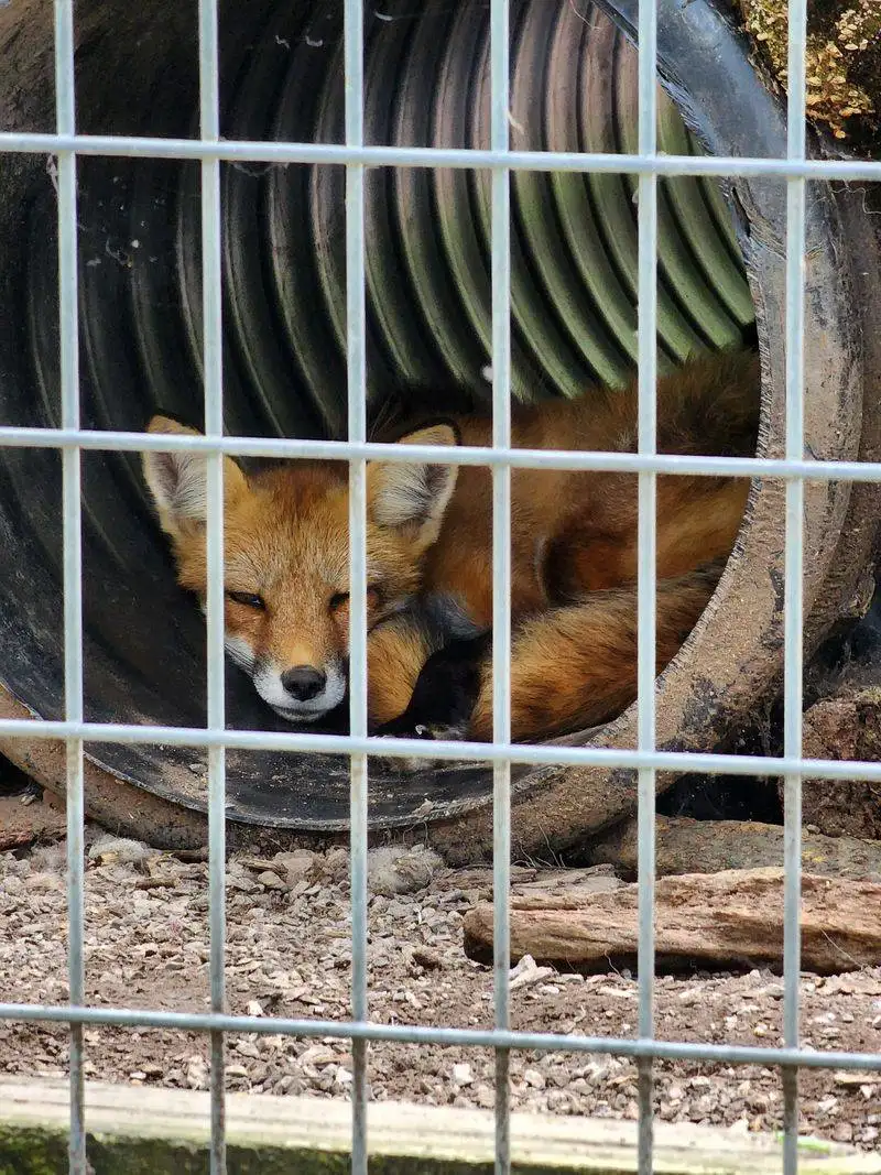 Quiet Quarantine And Gentle Reintroduction