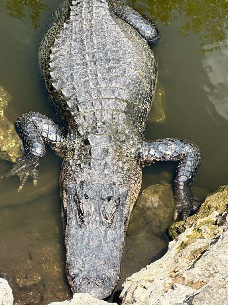 Alligator Sightings