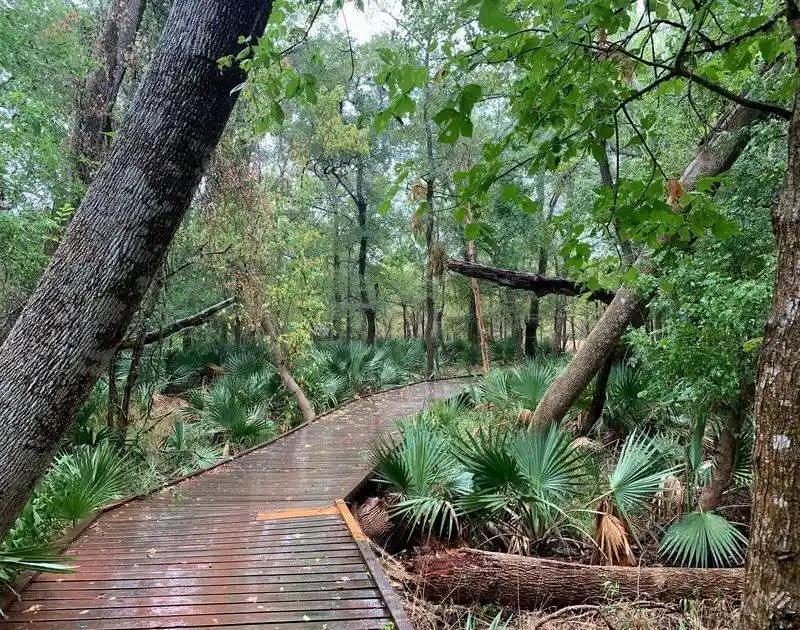 Dwarf Palmetto Groves