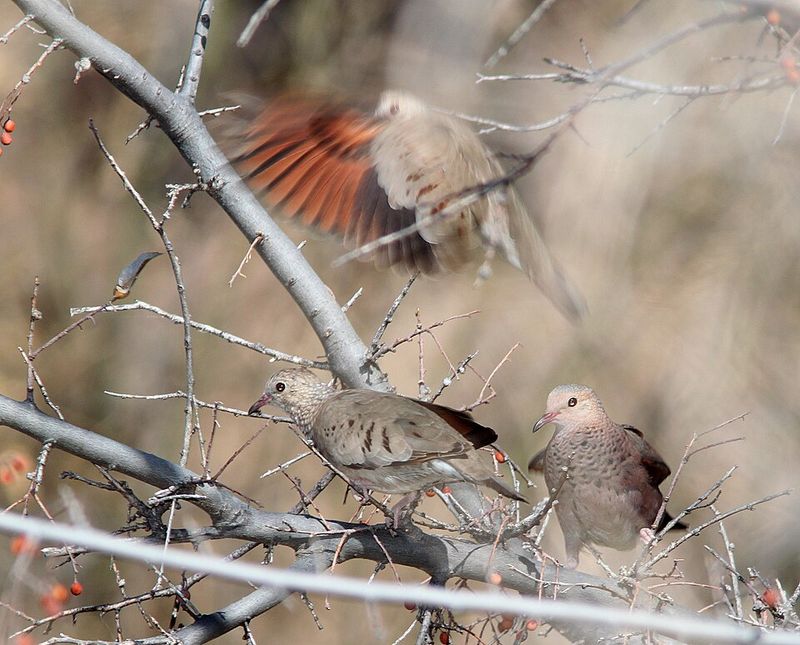 One of Arizona&rsquo;s Best Birding Destinations