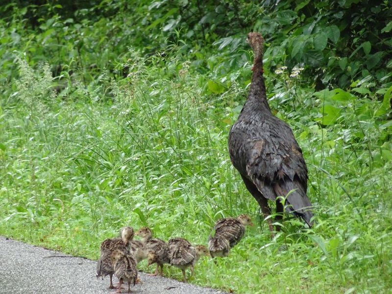 Wildlife and Natural Sounds Along the Trail