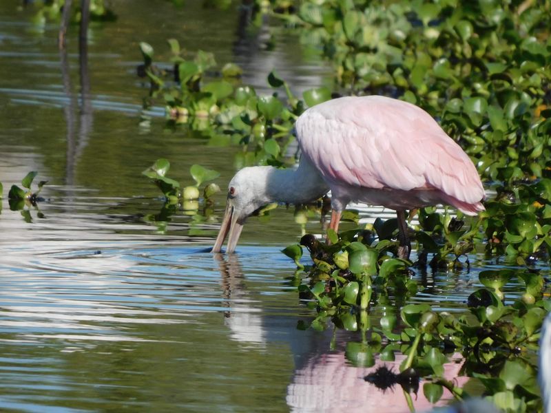 Wildlife You Might Encounter Along the Way