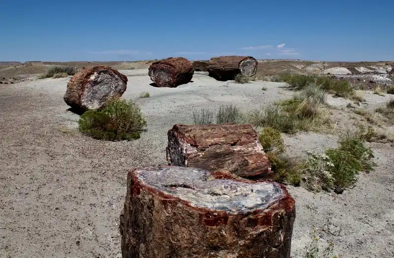 Petrified Forest National Park