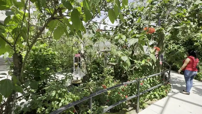 Native Plant Market Corner
