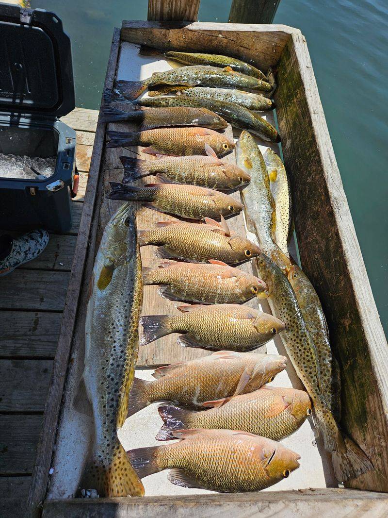 What makes the seafood so fresh