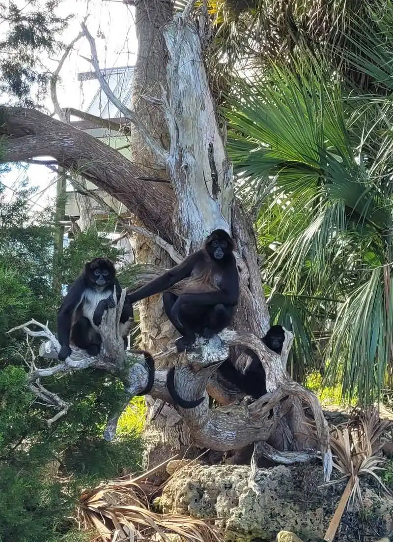 Homosassa Springs Wildlife State Park and Monkey Island (Homosassa)