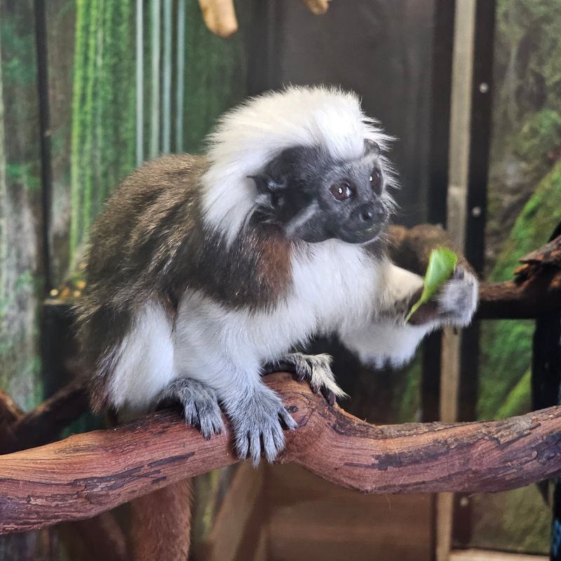 Otter Educational Encounter